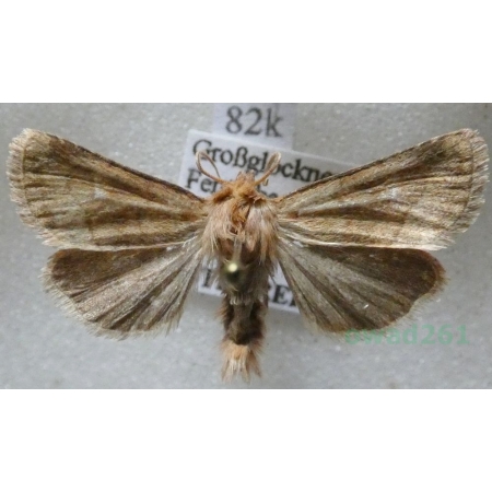Eriopygodes imbecilla (Fabricius, 1794) Zmierzchówka słabka Austria82k